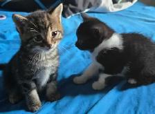 Kittens - free to Good Home