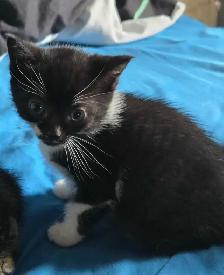 Kittens - free to Good Home - Photo 2