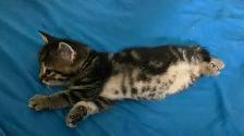 Kittens - free to Good Home - Photo 3