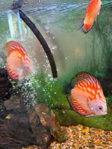 Discuss fish for sale they are 6 inches in sizeAsking $60