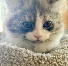 Pet Sitting/ Cat Boarding / Affordable Kitten Kennel - Photo 3