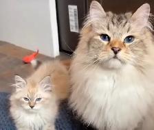 Pet Sitting/ Cat Boarding / Affordable Kitten Kennel - Photo 5