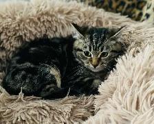 Pet Sitting/ Cat Boarding / Affordable Kitten Kennel - Photo 6