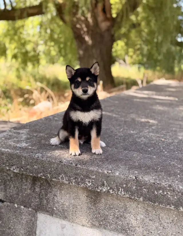 Shiba inu puppies