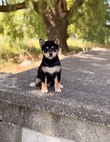 Shiba inu puppies