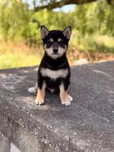 Shiba inu puppies - Photo 2
