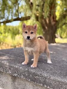 Shiba inu puppies - Photo 3