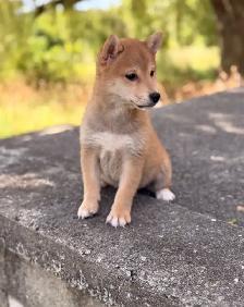 Shiba inu puppies - Photo 4