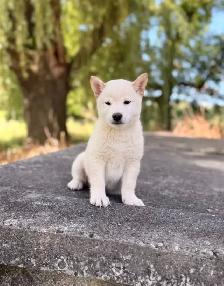 Shiba inu puppies - Photo 5