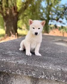 Shiba inu puppies - Photo 6