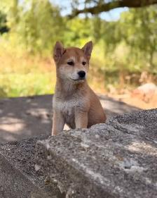 Shiba inu puppies - Photo 7