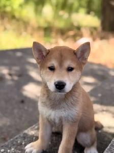 Shiba inu puppies - Photo 8