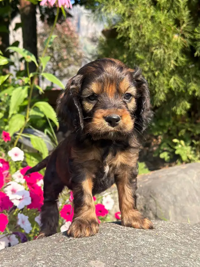 ❤️Stunning Cockapoo Puppies❤️
