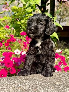 ❤️Stunning Cockapoo Puppies❤️ - Photo 2