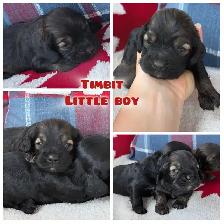 ❤️Stunning Cockapoo Puppies❤️ - Photo 4
