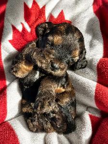 ❤️Stunning Cockapoo Puppies❤️ - Photo 5