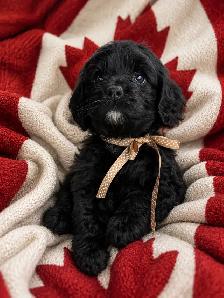 ❤️Stunning Cockapoo Puppies❤️ - Photo 6