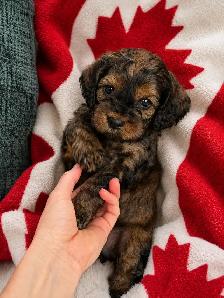 ❤️Stunning Cockapoo Puppies❤️ - Photo 7