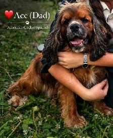 ❤️Stunning Cockapoo Puppies❤️ - Photo 8