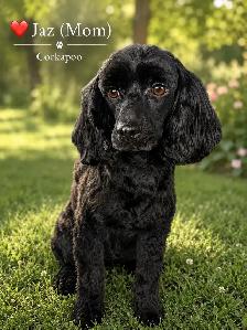 ❤️Stunning Cockapoo Puppies❤️ - Photo 9