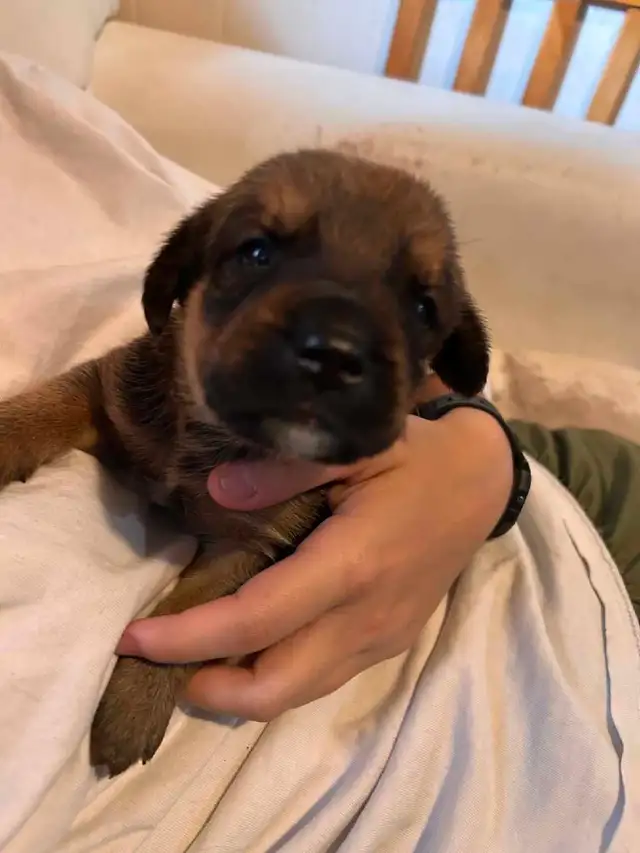 8 Puppies Looking for Their Forever Homes ❤