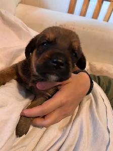 8 Puppies Looking for Their Forever Homes ❤