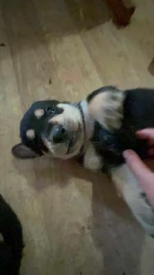 8 Puppies Looking for Their Forever Homes ❤ - Photo 2
