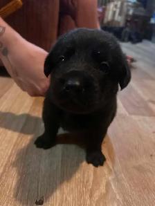 8 Puppies Looking for Their Forever Homes ❤ - Photo 3
