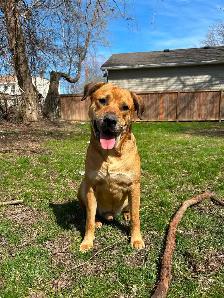 8 Puppies Looking for Their Forever Homes ❤ - Photo 5