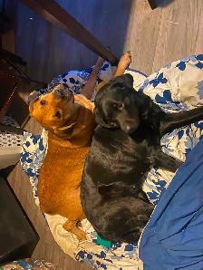 8 Puppies Looking for Their Forever Homes ❤ - Photo 6