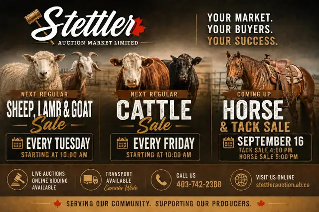 Weekly Livestock Auctions – Cattle, Sheep, Lambs & Goats