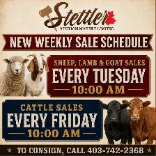 Weekly Livestock Auctions – Cattle, Sheep, Lambs & Goats - Photo 4