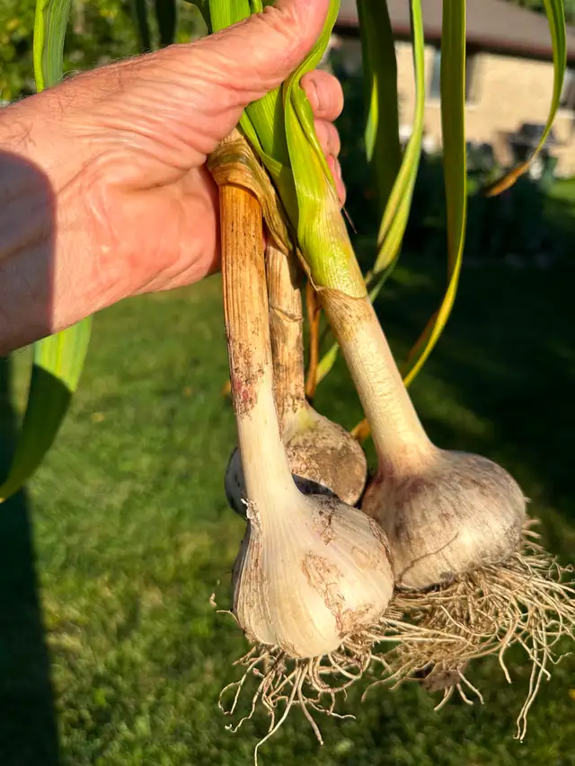 Garlic local and organic
