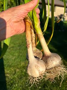 Garlic local and organic