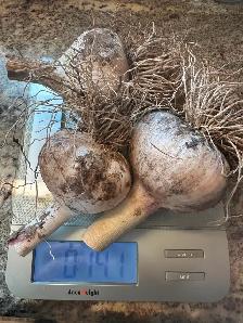 Garlic local and organic - Photo 2
