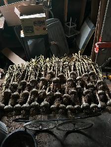 Garlic local and organic - Photo 3