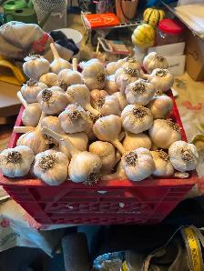 Garlic local and organic - Photo 4