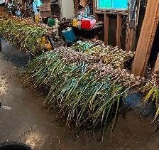 Garlic local and organic - Photo 5