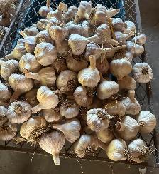 Garlic local and organic - Photo 6