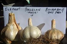 Garlic local and organic - Photo 7