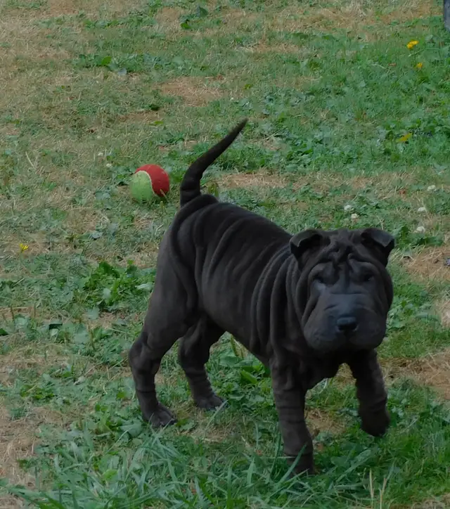 Adorable Chinese Shar - Pei Puppies One Black Female Available