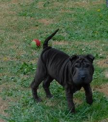 Adorable Chinese Shar - Pei Puppies One Black Female Available