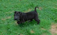 Adorable Chinese Shar - Pei Puppies One Black Female Available - Photo 2
