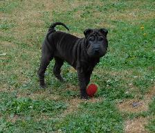 Adorable Chinese Shar - Pei Puppies One Black Female Available - Photo 3