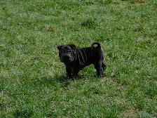 Adorable Chinese Shar - Pei Puppies One Black Female Available - Photo 4