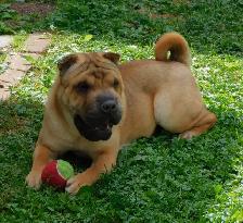 Adorable Chinese Shar - Pei Puppies One Black Female Available - Photo 5