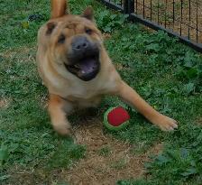 Adorable Chinese Shar - Pei Puppies One Black Female Available - Photo 6