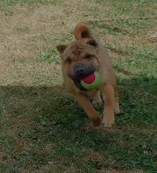 Adorable Chinese Shar - Pei Puppies One Black Female Available - Photo 7
