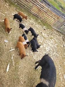 piglets for sale!