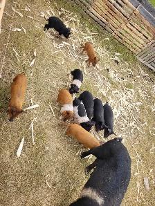 piglets for sale! - Photo 2